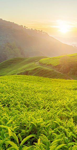 莊園占地千余畝